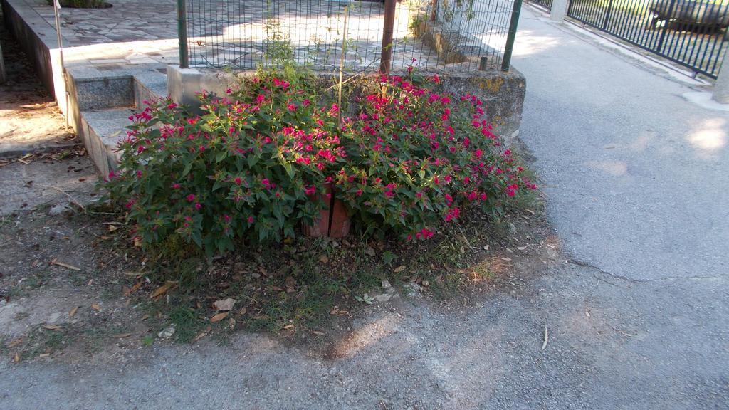Guest House Accommodation Rupine Premantura Exterior photo